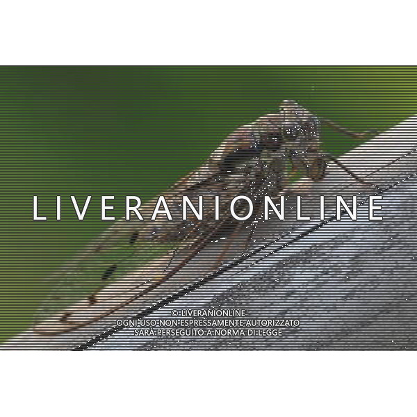 NELLA FOTO: CICALA - CICADA © AG. ALDO LIVERANI SAS