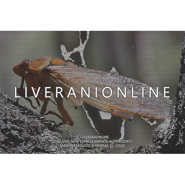 NELLA FOTO: CICALA - CICADA © AG. ALDO LIVERANI SAS