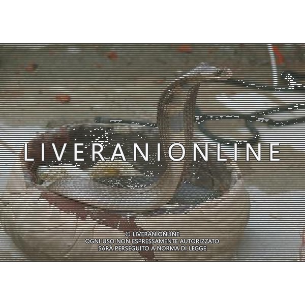 NELLA FOTO: COBRA REALE INDIANO RETTILI © AG. ALDO LIVERANI SAS