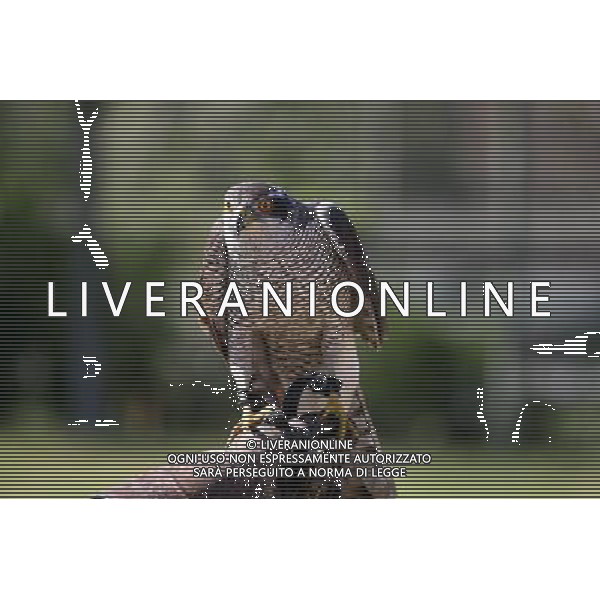 NELLA FOTO: FALCO PELLEGRINO © AG. ALDO LIVERANI SAS