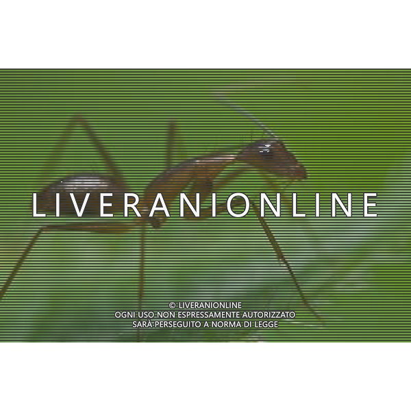 NELLA FOTO: FORMICA - ANT © AG. ALDO LIVERANI SAS