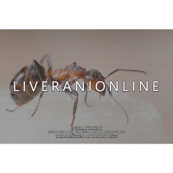 NELLA FOTO: FORMICA - ANT © AG. ALDO LIVERANI SAS