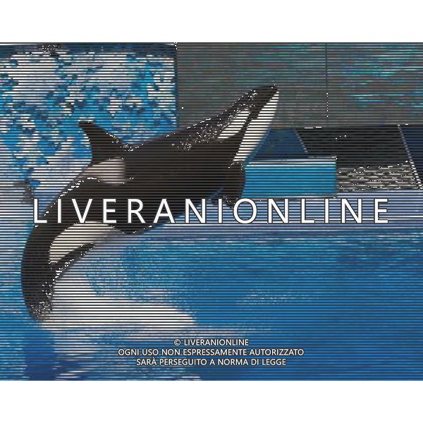 NELLA FOTO: ORCA ASSASSINA MAMMIFERI © AG. ALDO LIVERANI SAS