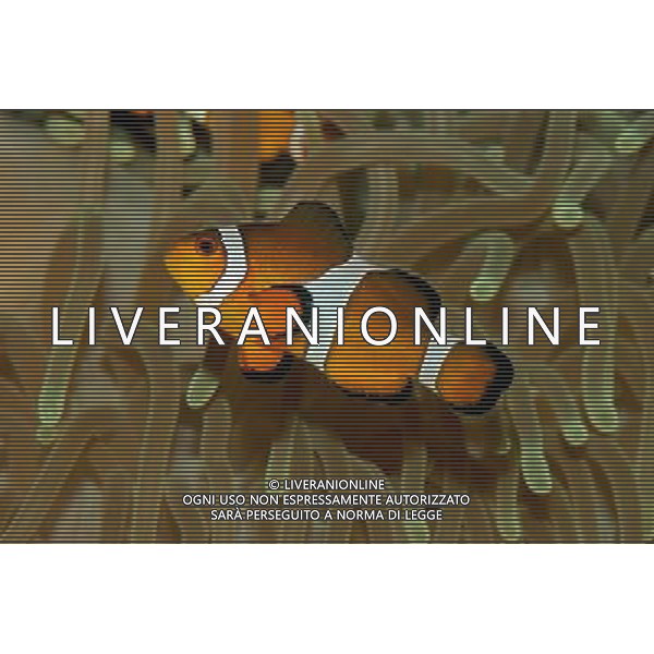 NELLA FOTO: PESCE PAGLIACCIO - CLOWN FISH © AG. ALDO LIVERANI SAS