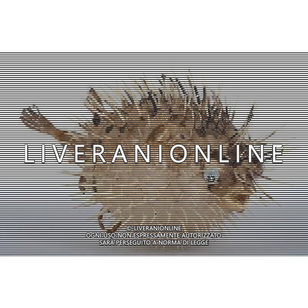 NELLA FOTO: PESCE PALLA - BALL FISH © AG. ALDO LIVERANI SAS