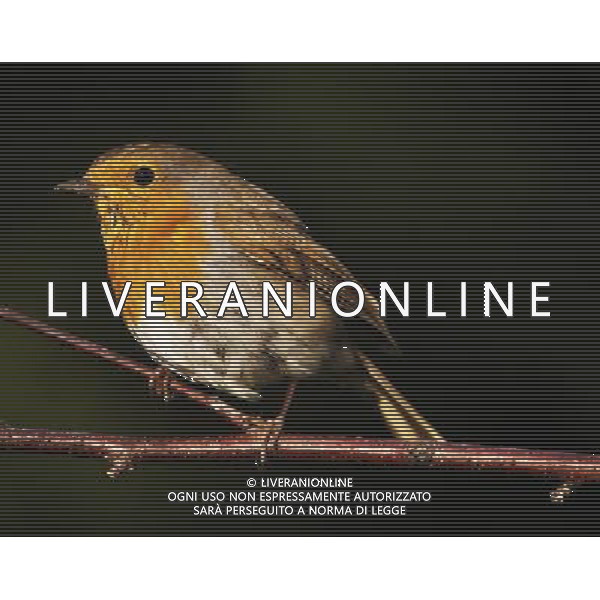 NELLA FOTO: PETTIROSSO © AG. ALDO LIVERANI SAS