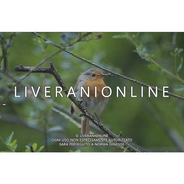 NELLA FOTO: PETTIROSSO © AG. ALDO LIVERANI SAS