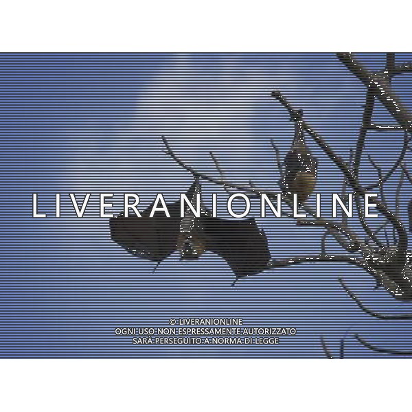 NELLA FOTO: PIPISTRELLO - BAT © AG. ALDO LIVERANI SAS