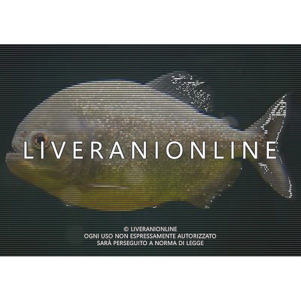 NELLA FOTO: PIRANHA © AG. ALDO LIVERANI SAS