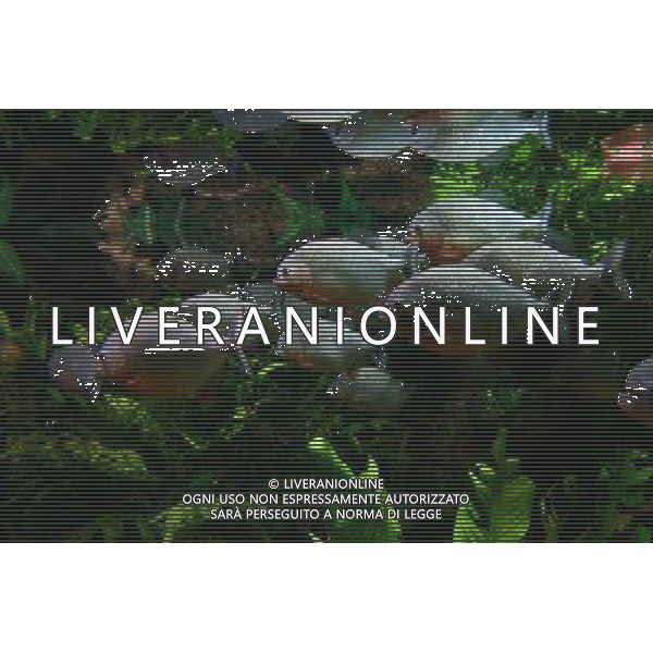 NELLA FOTO: PIRANHA © AG. ALDO LIVERANI SAS