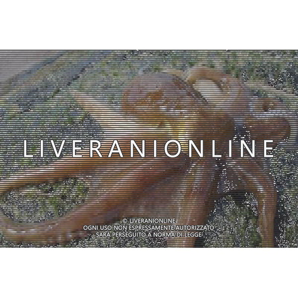 NELLA FOTO: POLPO - POLIPO © AG. ALDO LIVERANI SAS