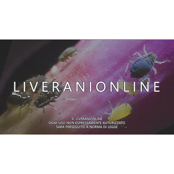 NELLA FOTO: PULCE - FLEA © AG. ALDO LIVERANI SAS