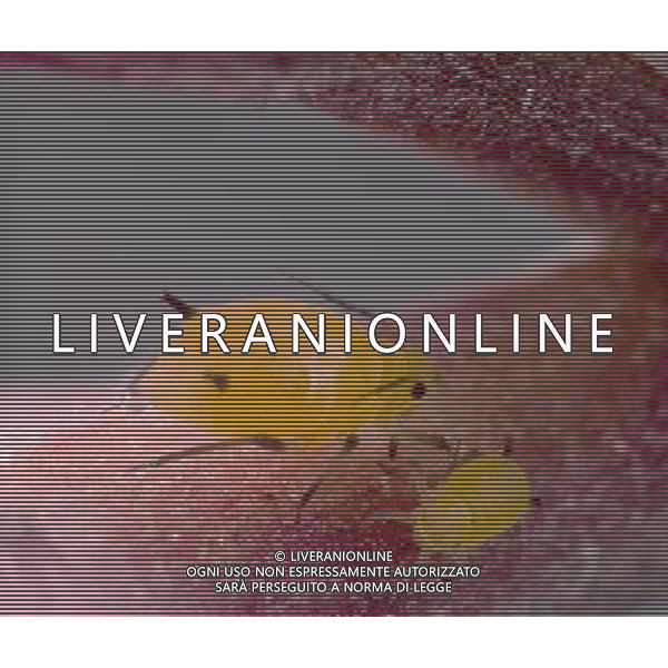 NELLA FOTO: PULCE - FLEA © AG. ALDO LIVERANI SAS