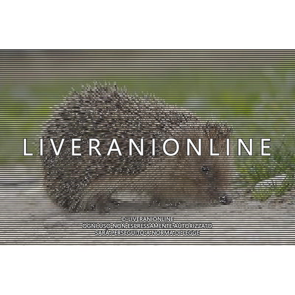 NELLA FOTO: RICCIO - HEDGEHOG © AG. ALDO LIVERANI SAS