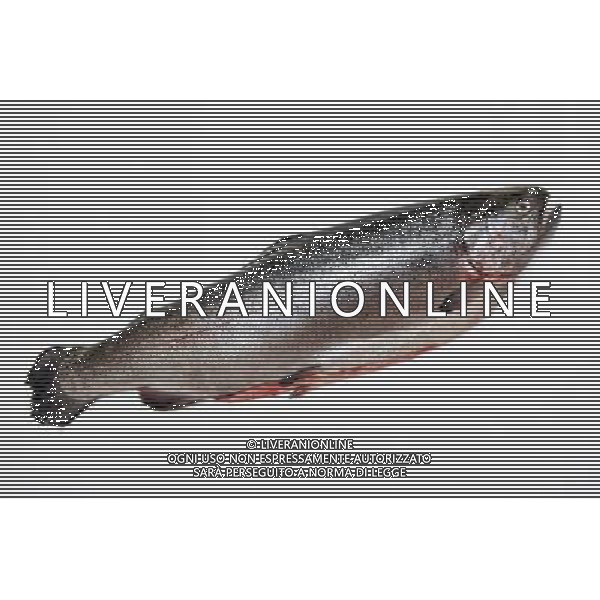 NELLA FOTO: SALMONE - SALMON © AG. ALDO LIVERANI SAS