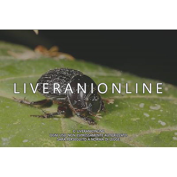 NELLA FOTO: SCARABEO STERCORARIO - DUNG BEETLE © AG. ALDO LIVERANI SAS