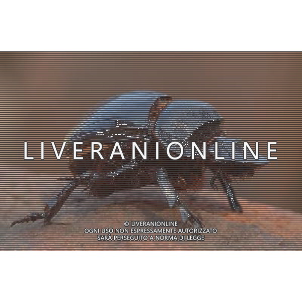 NELLA FOTO: SCARABEO STERCORARIO - DUNG BEETLE © AG. ALDO LIVERANI SAS