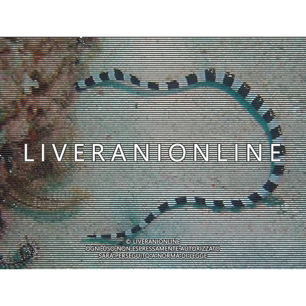 NELLA FOTO: SERPENTE MARINO © AG. ALDO LIVERANI SAS