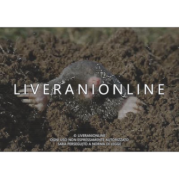 NELLA FOTO: TALPA - MOLE © AG. ALDO LIVERANI SAS