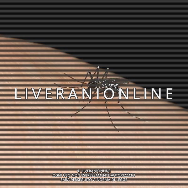 NELLA FOTO: ZANZARA TIGRE © AG. ALDO LIVERANI SAS