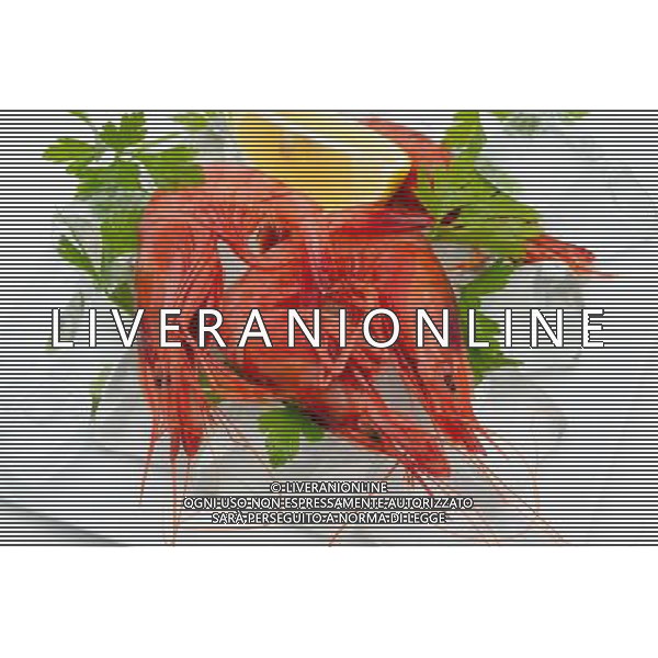 SITUATION GAMBERI AGENZIA ALDO LIVERANI SAS IFC