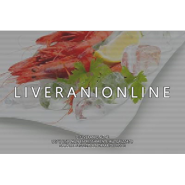 SITUATION GAMBERI AGENZIA ALDO LIVERANI SAS IFC