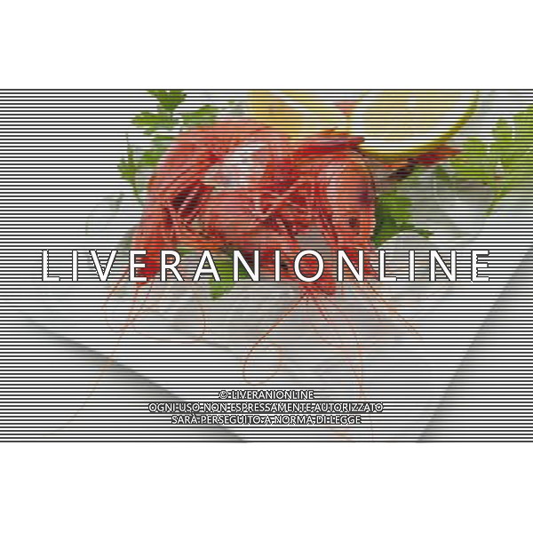 SITUATION GAMBERI AGENZIA ALDO LIVERANI SAS IFC