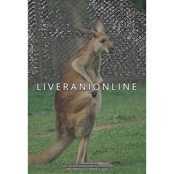 ANIMALI VARIE NELLA FOTO CANGURO AGENZIA ALDO LIVERANI