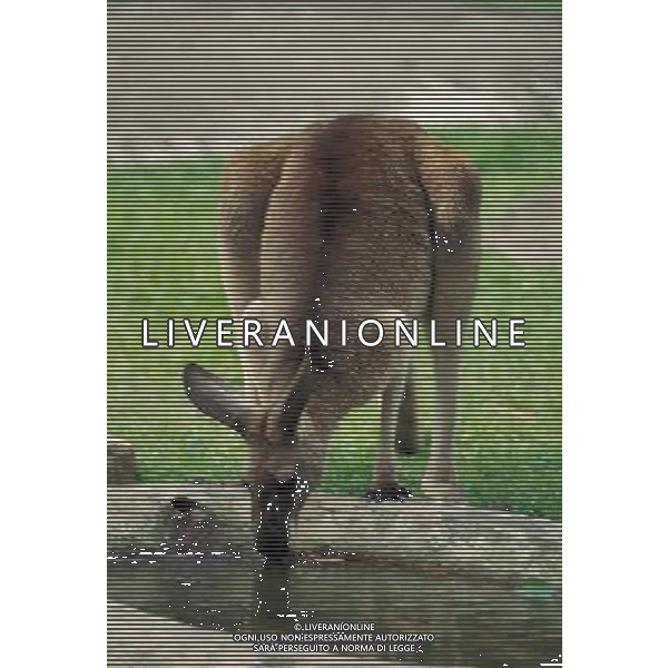 ANIMALI VARIE NELLA FOTO CANGURO AGENZIA ALDO LIVERANI