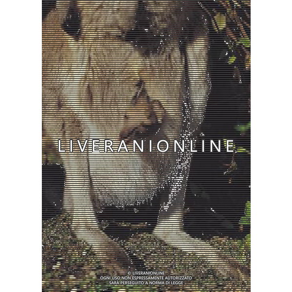 ANIMALI nella foto: CUCCIOLO DI CANGURO NEL MARSUPIO ALDO LIVERANI