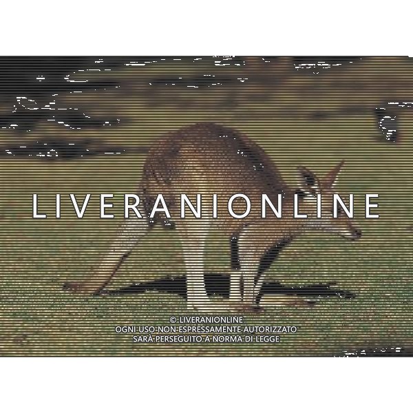 ANIMALI nella foto: CANGURO ALDO LIVERANI