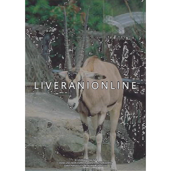 ANIMALI VARIE NELLA FOTO ANTILOPE AGENZIA ALDO LIVERANI IFC