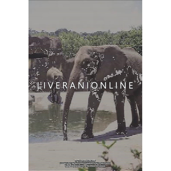 ANIMALI VARIE NELLA FOTO ELEFANTE AGENZIA ALDO LIVERANI IFC