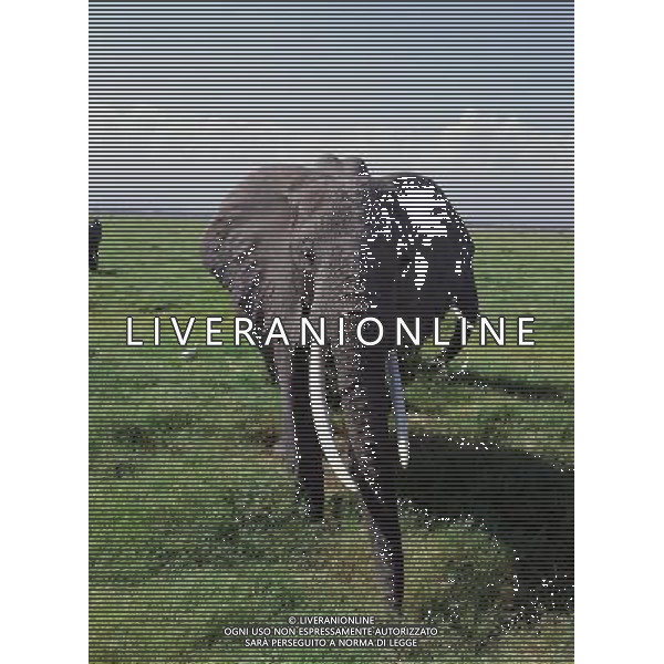 ANIMALI VARIE NELLA FOTO ELEFANTE AGENZIA ALDO LIVERANI IFC