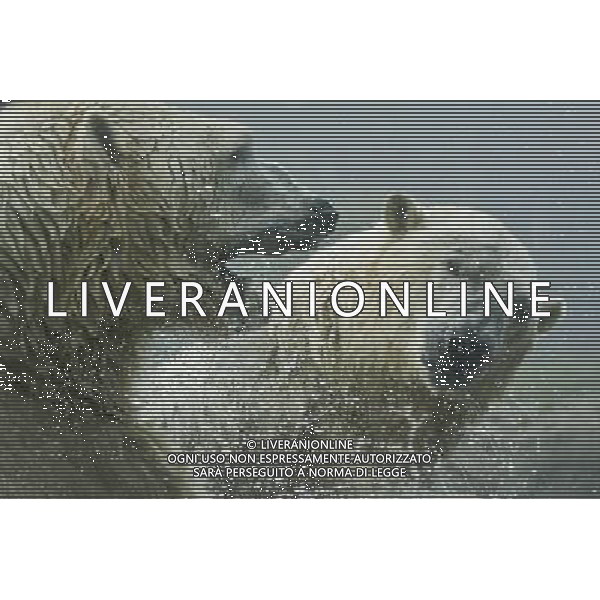 ARCHIVIO ALDO LIVERANI NELLA FOTO ORSO BIANCO AG ALDO LIVERANI