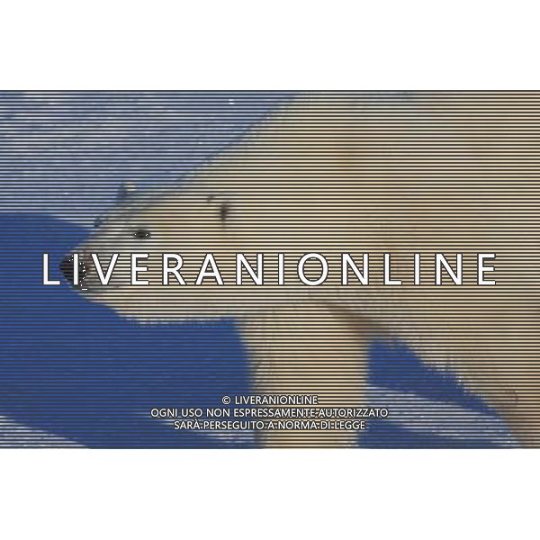 ARCHIVIO ALDO LIVERANI NELLA FOTO ORSO BIANCO AG ALDO LIVERANI