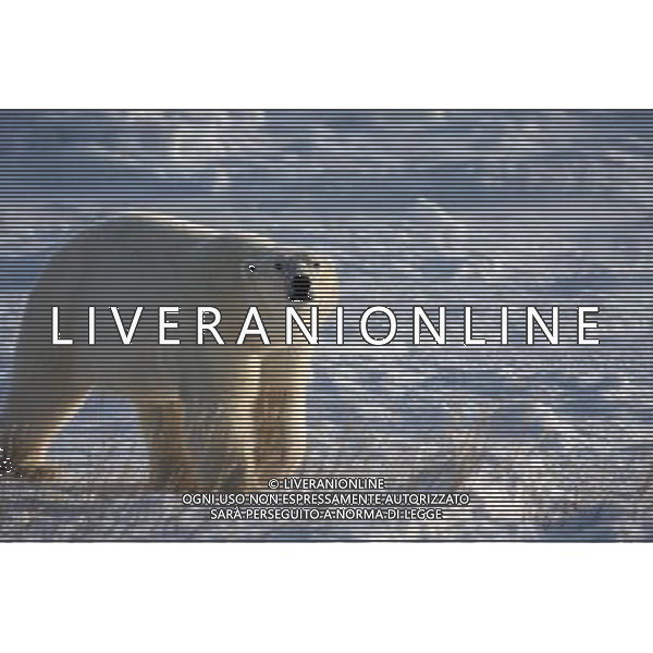 ARCHIVIO ALDO LIVERANI NELLA FOTO ORSO BIANCO AG ALDO LIVERANI