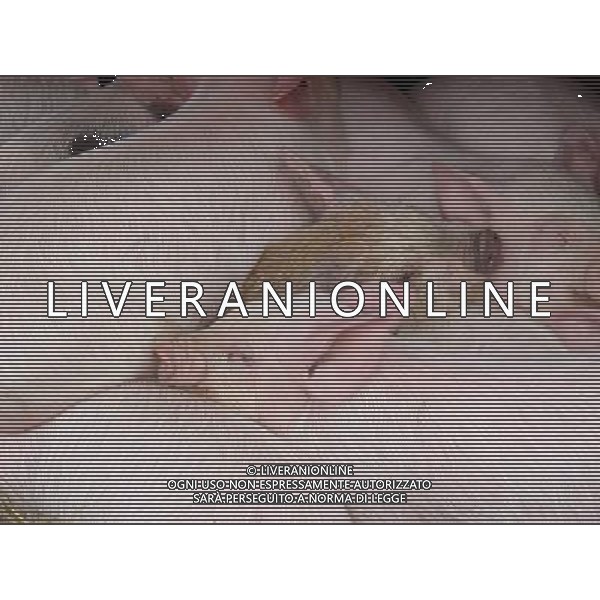 ARCHIVIO ALDO LIVERANI S A S NELLA FOTO MAIALI AG ALD LIVERANI