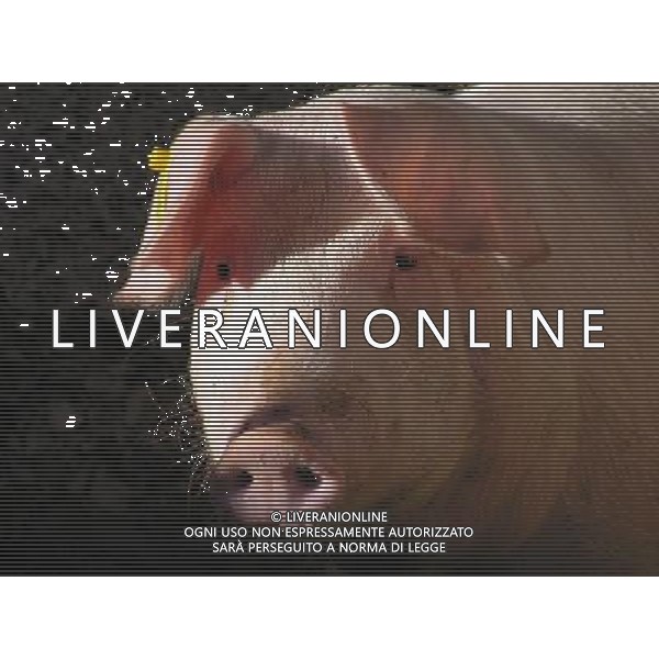 ARCHIVIO ALDO LIVERANI S A S NELLA FOTO MAIALI AG ALD LIVERANI