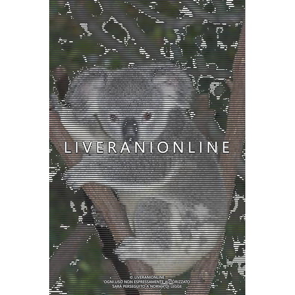 ARCHIVIO ALDO LIVERANI NELLA FOTO KOALA AG ALDO LIVERANI