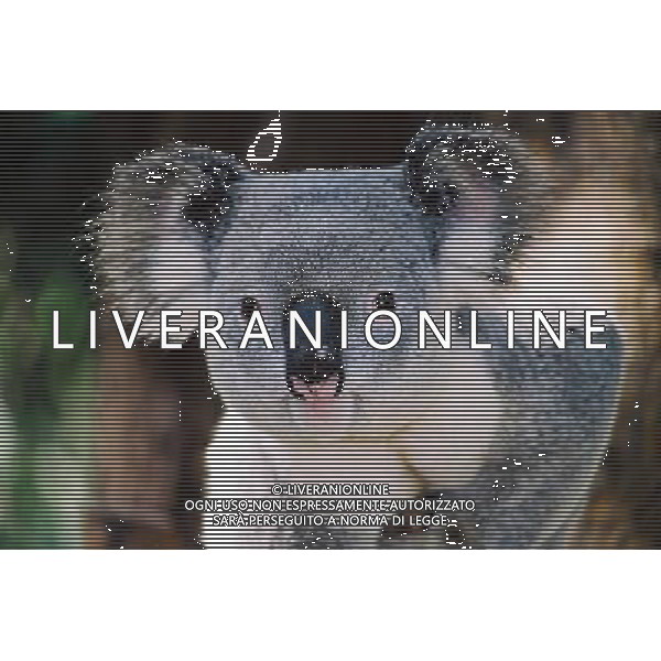 ARCHIVIO ALDO LIVERANI NELLA FOTO KOALA AG ALDO LIVERANI