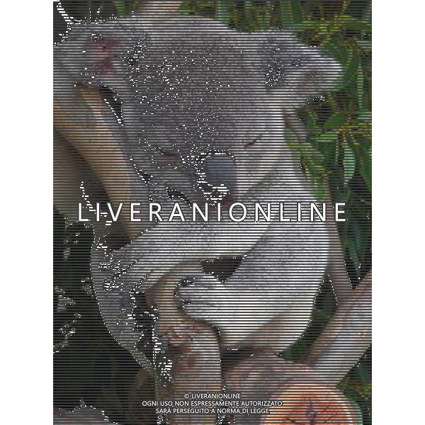 ARCHIVIO ALDO LIVERANI NELLA FOTO KOALA AG ALDO LIVERANI