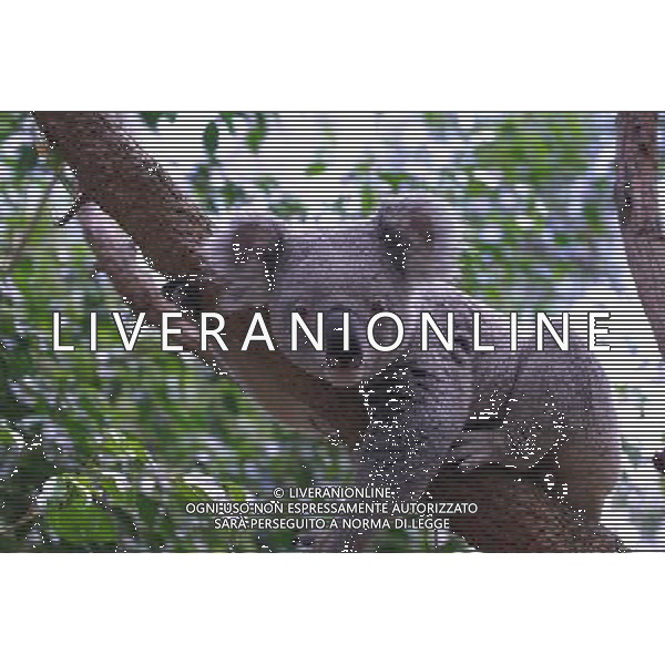 ARCHIVIO ALDO LIVERANI NELLA FOTO KOALA AG ALDO LIVERANI