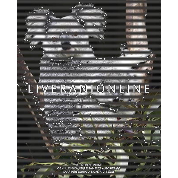 ARCHIVIO ALDO LIVERANI NELLA FOTO KOALA AG ALDO LIVERANI