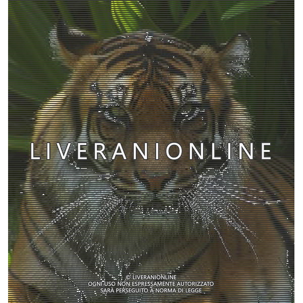 ARCHIVIO ALDO LIVERANI NELLA FOTO TIGRE AG ALDO LIVERANI