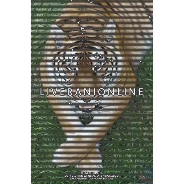 ARCHIVIO ALDO LIVERANI S A S NELLA FOTO TIGRE AG ADLO LIVERANI