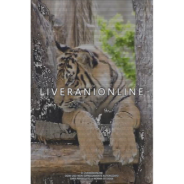 ARCHIVIO ALDO LIVERANI S A S NELLA FOTO TIGRE AG ADLO LIVERANI