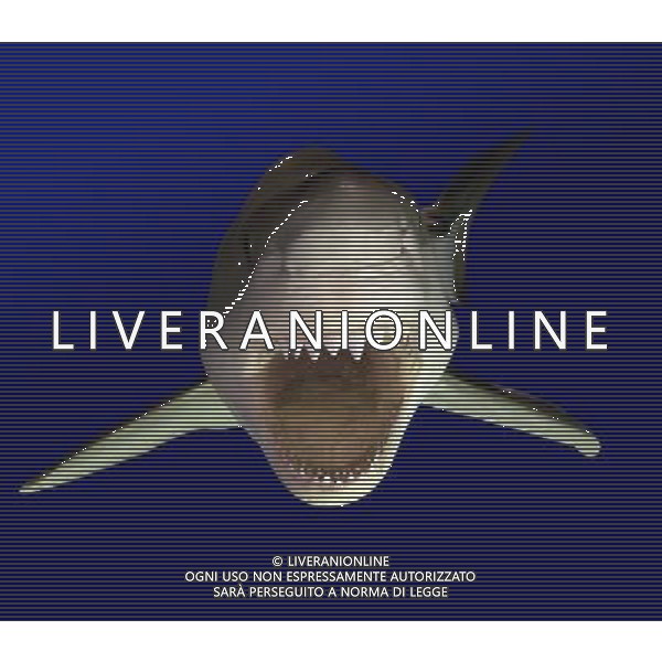 ARCHIVIO ALDO LIVERANI NELLA FOTO SQUALO AG ALDO LIVERANI