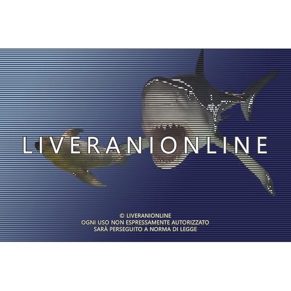 ARCHIVIO ALDO LIVERANI NELLA FOTO SQUALO AG ALDO LIVERANI