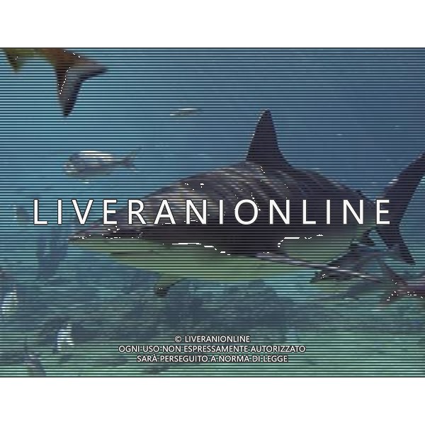 ARCHIVIO ALDO LIVERANI NELLA FOTO SQUALO AG ALDO LIVERANI